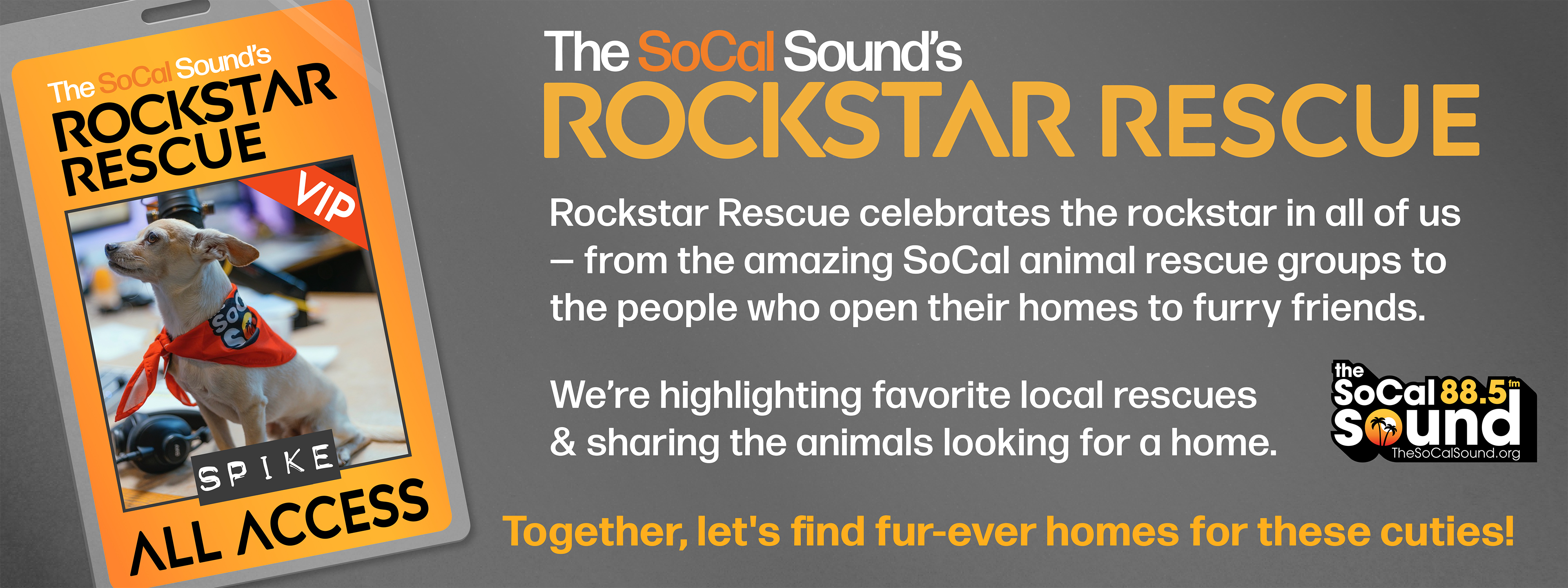 07.23: ROCKSTAR RESCUE PET OF THE WEEK - DARWIN!