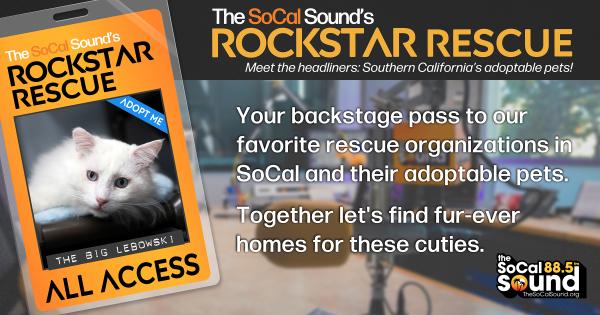 KCSN RockstarRescue PotW 012826 CreateOutlines FACEBOOK 1200x631