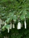 Yoko Ono’s ‘Wish Tree for Washington, D.C.’ Goes Virtual Through April 30!